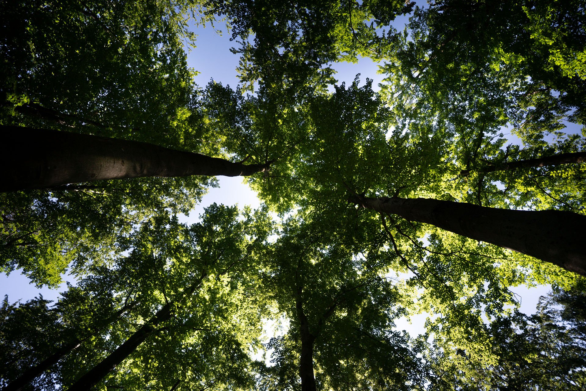 Waldbaden – mehr als nur ein Spaziergang im Wald