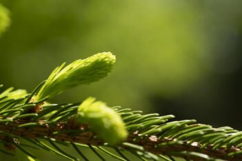 waldbaden_winnenden_tannespross